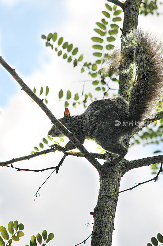 树中的灰松鼠(Sciurus carolinensis)